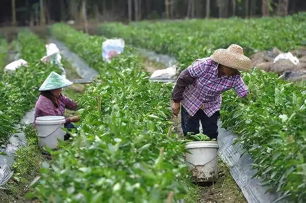 海南辣椒价格最新行情分析